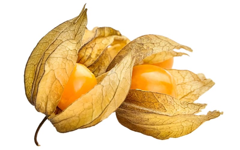 BIO Physalis