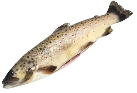Mariazeller Alpenfisch BIO Brown trout in whole