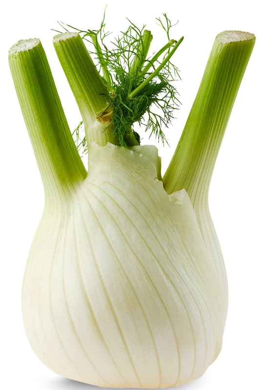 BIO Fenchel