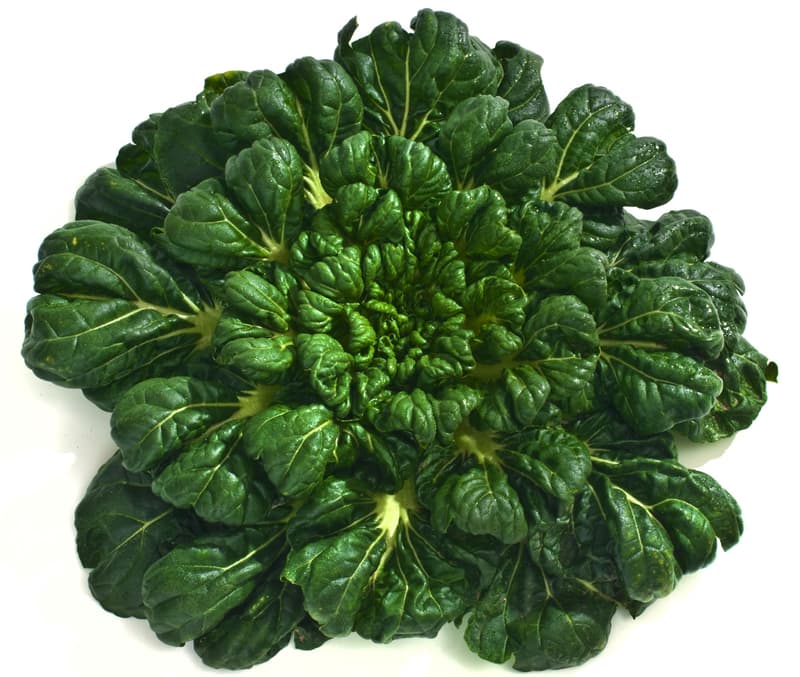 BIO Tatsoi