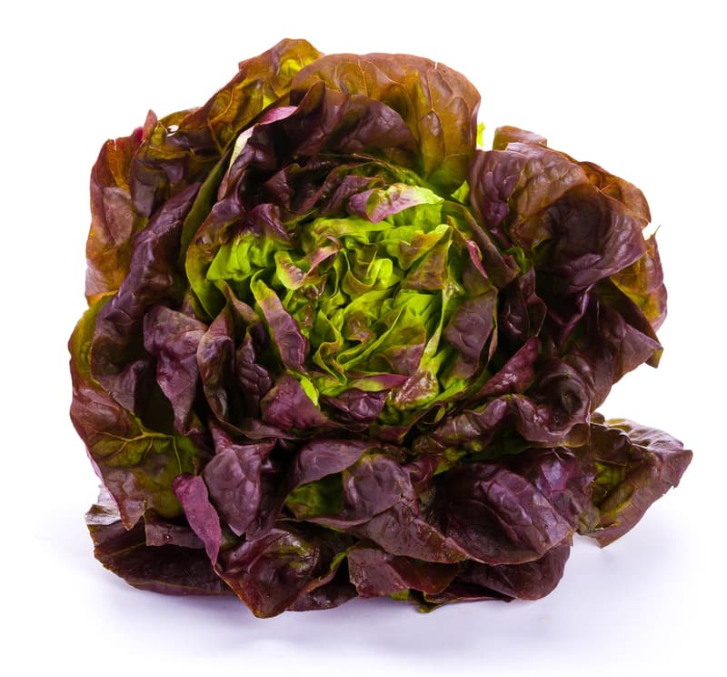 BIO Kopfsalat, rot