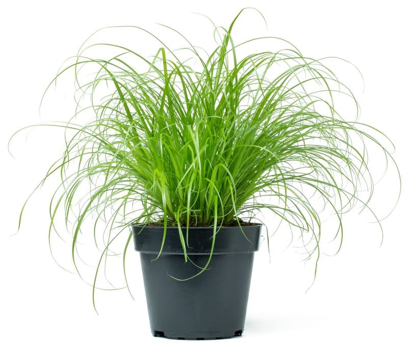 BIO Katzengras - Cyperus zumula