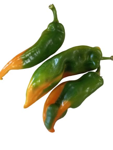 BIO Spitzpaprika Rarität "Zazu"
