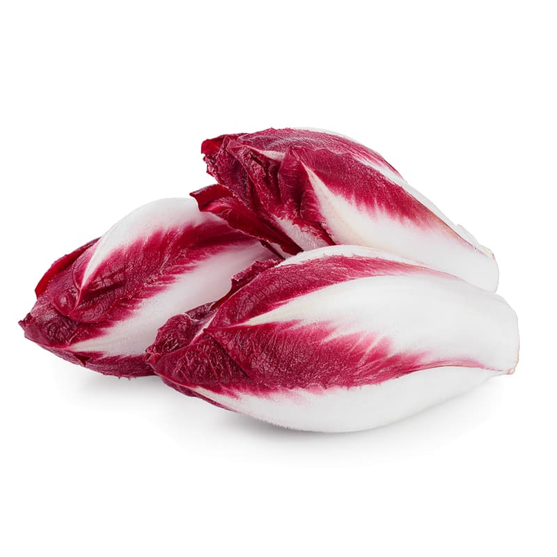 Chicorée rot