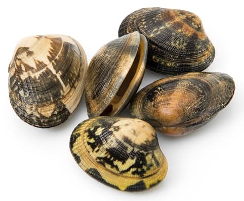 Herzmuscheln