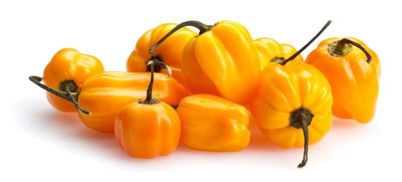 Habanero gelb, lose