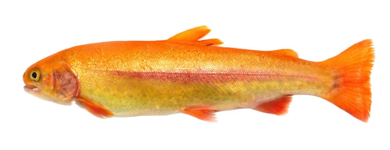 Gut Dornau Goldforelle im Ganzen