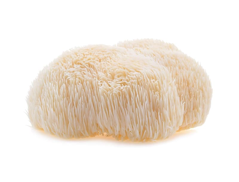 Hut & Stiel BIO Wiener Igelstachelbart