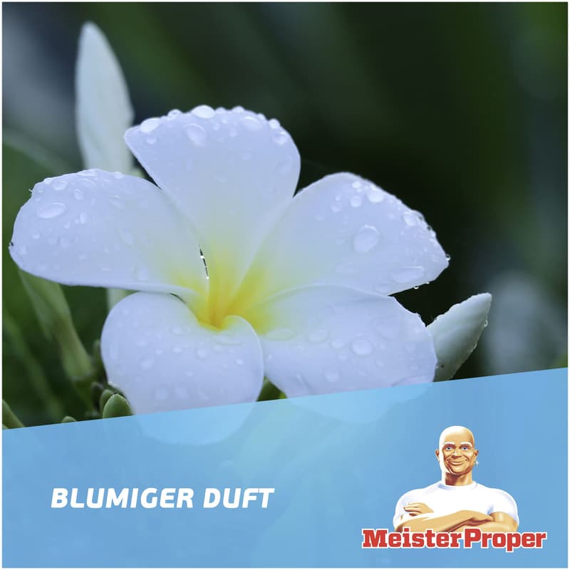Meister Proper Frühlingserwachen 1L