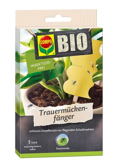 COMPO fungus gnat catcher 24 x 5 ST BIO