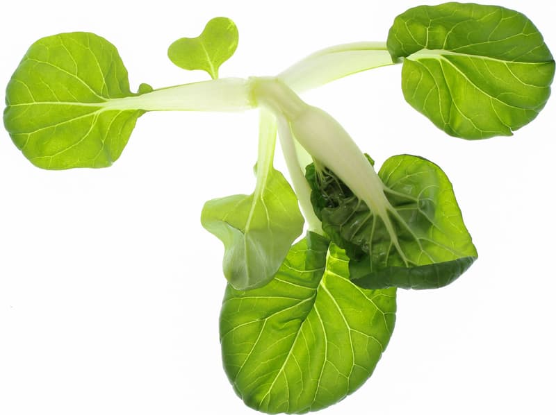 Keltenhof Wilder Pak Choi
