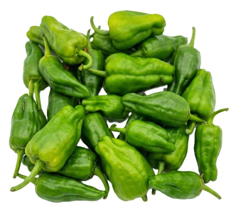 BIO Pimientos de Padron, scharf