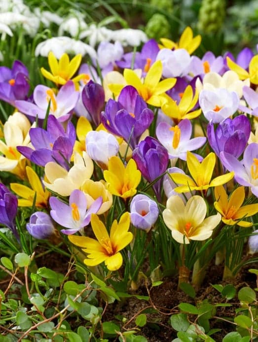 Blumenzwiebel - Crocus mix