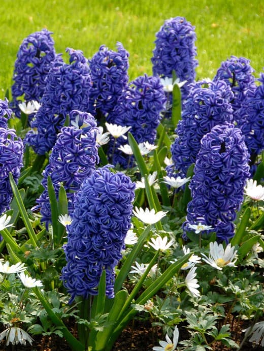 Blumenzwiebel - Hyacinthus blau