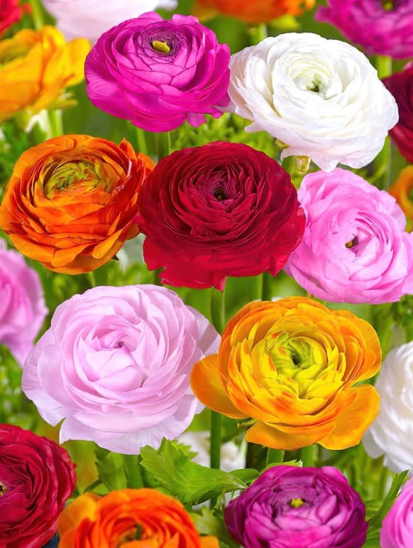 Blumenzwiebel - Ranunkel mix