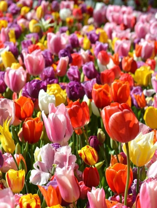 Blumenzwiebel - Tulpen Double Early mix
