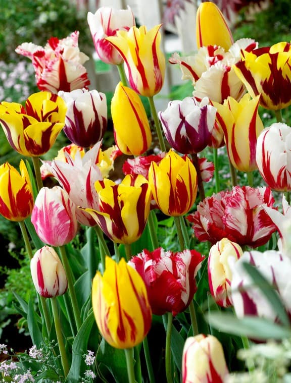 Blumenzwiebel - Tulpen Rembrandt mix