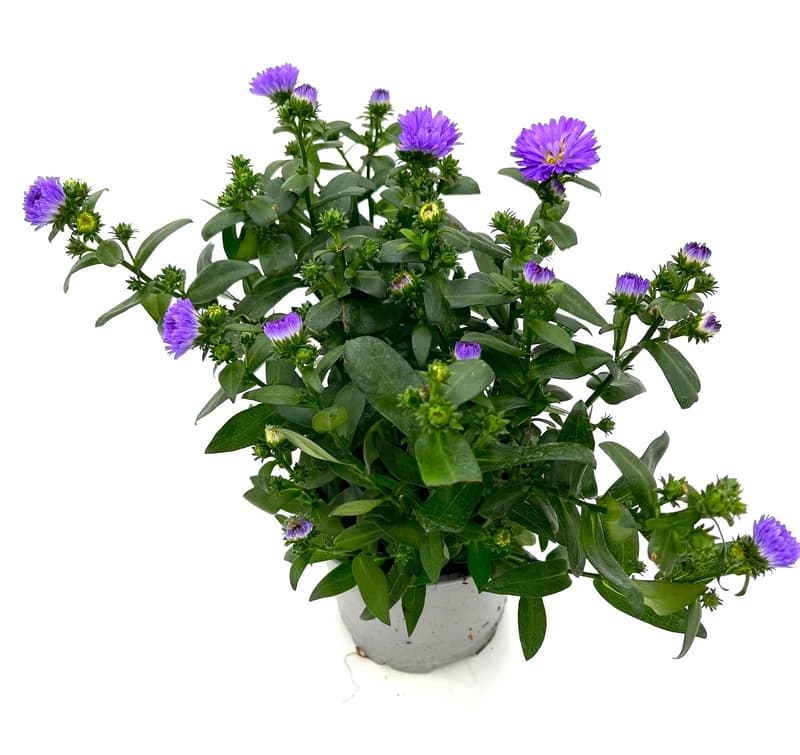 Herbstaster blau