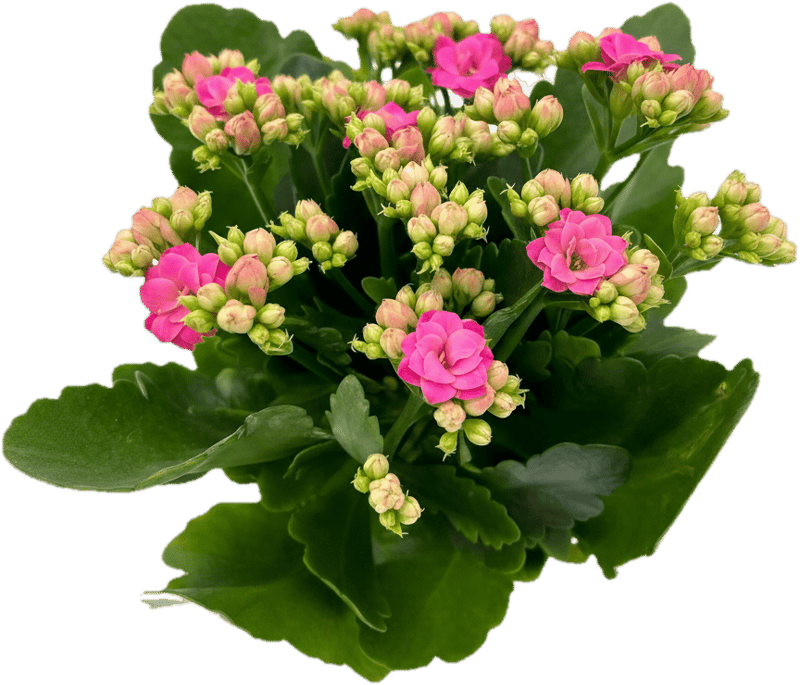Kalanchoe pink im Topf