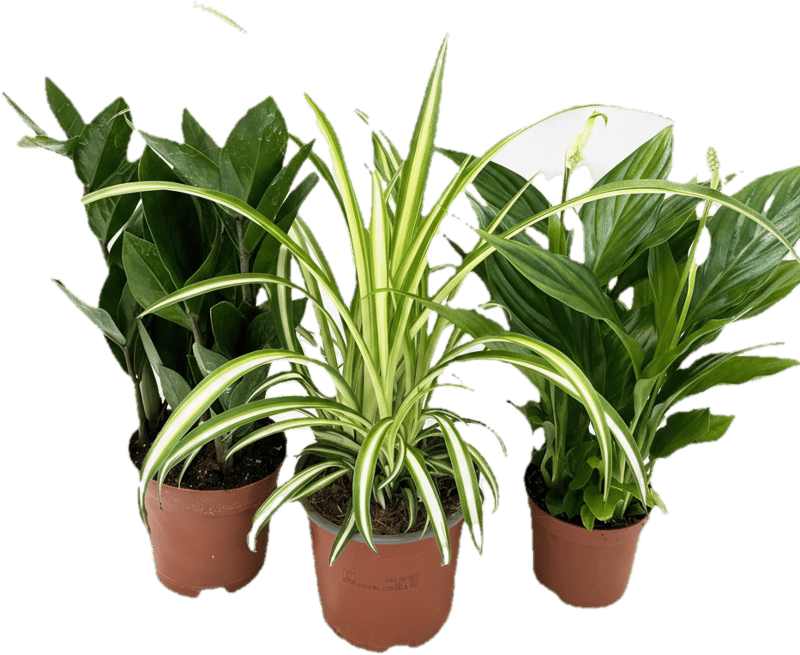 Indoor plant set for air purification