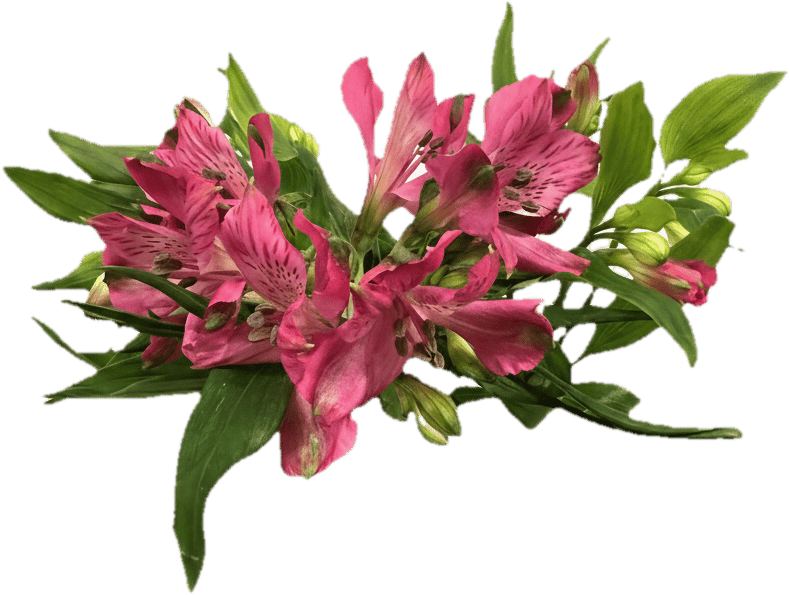 Alstromeria Bund