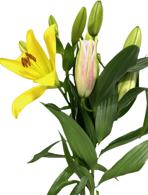 Lilien Mix Bund