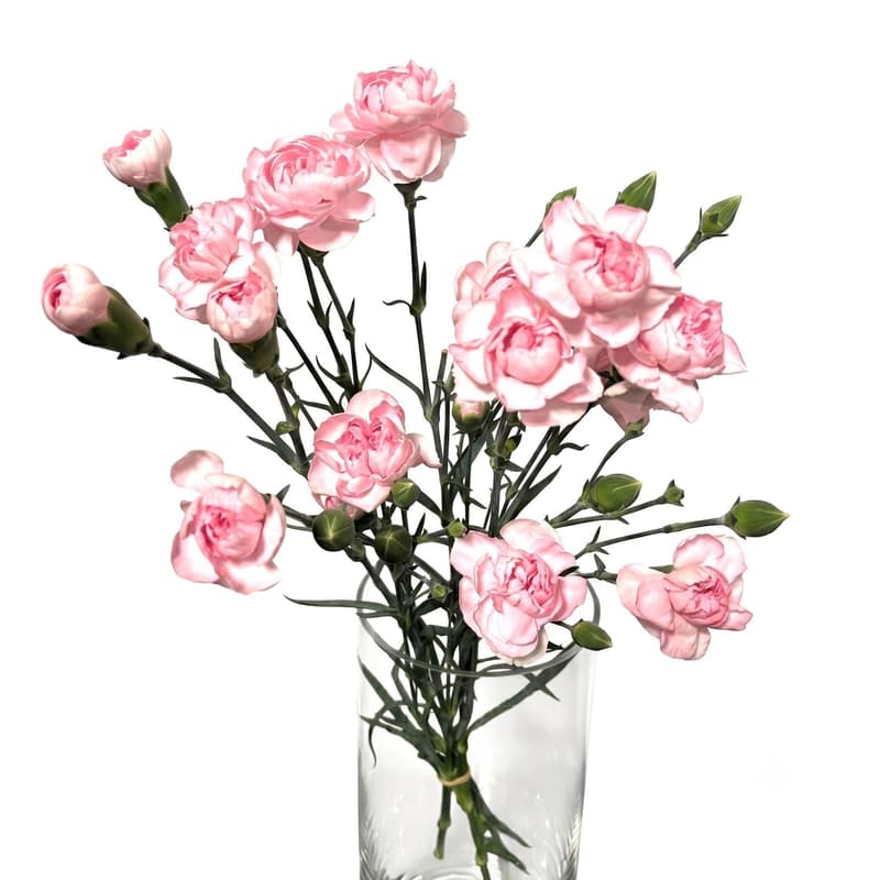 Spraynelken pink/rosa