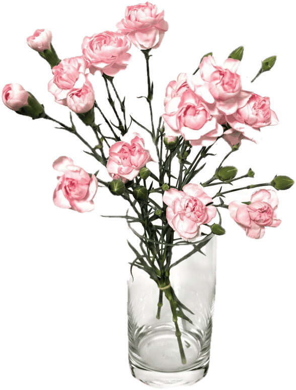 Spraynelken pink/rosa