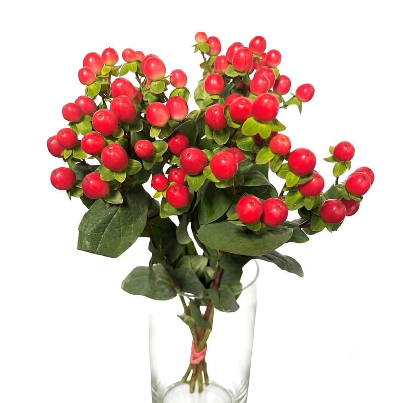 Johanniskraut rot