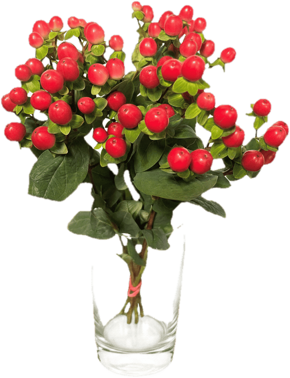 Johanniskraut rot