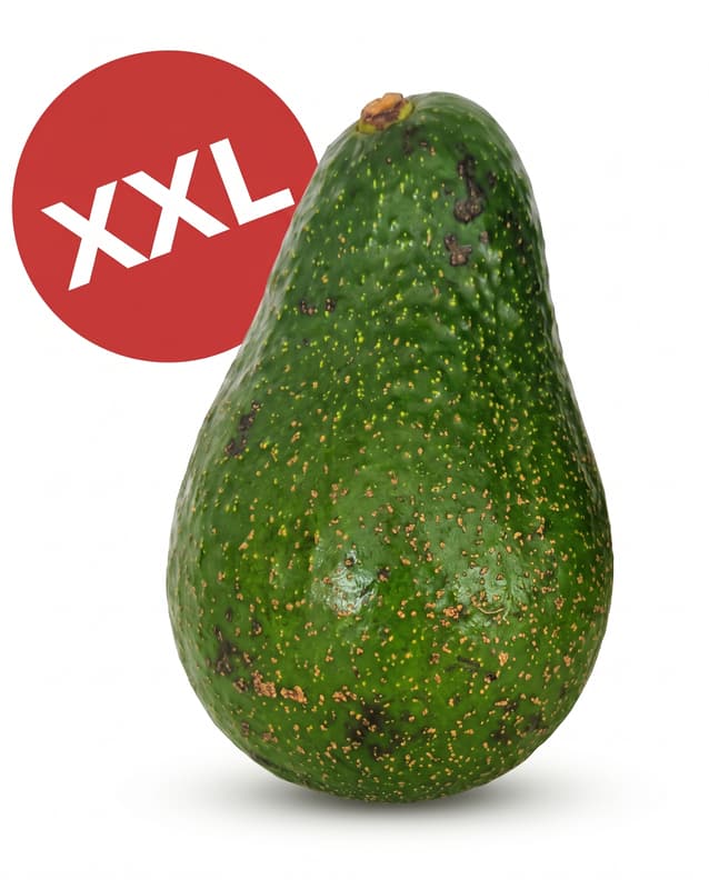 Avocado (Avozilla) XXL