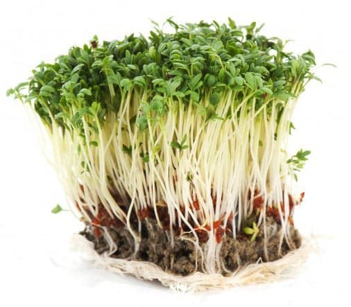 BIO Cress