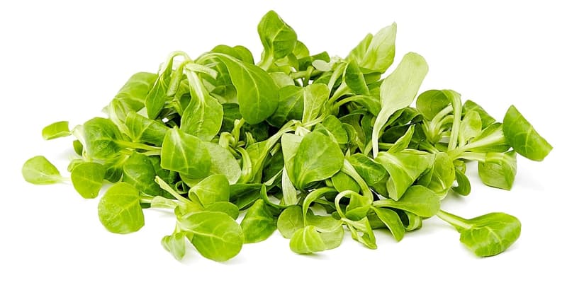 Efko Vogerlsalat