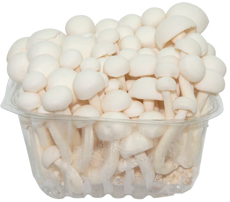 Buchenpilze weiß