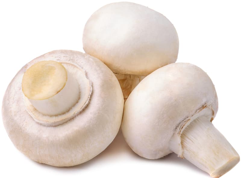Champignon weiß