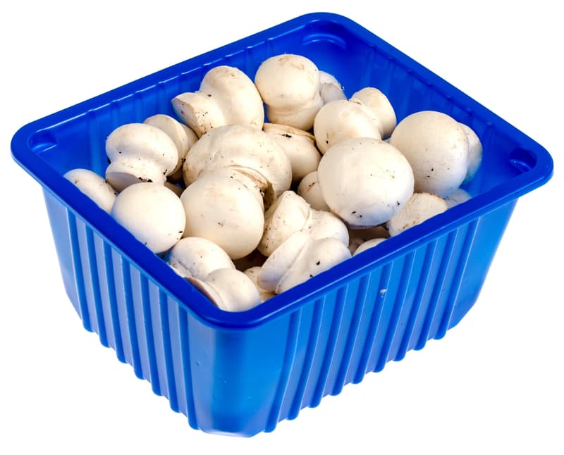 Champignon brown