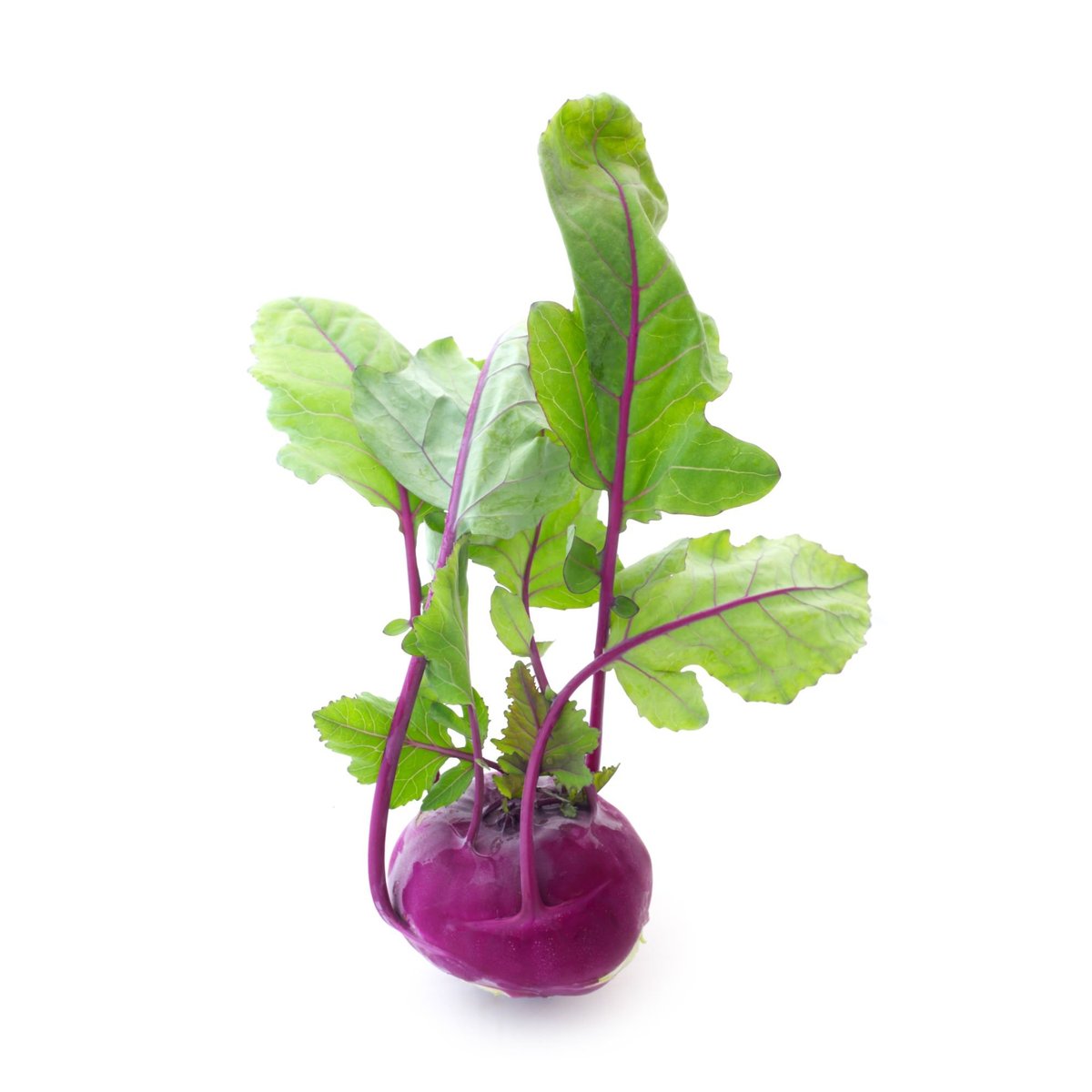BIO Kohlrabi lila