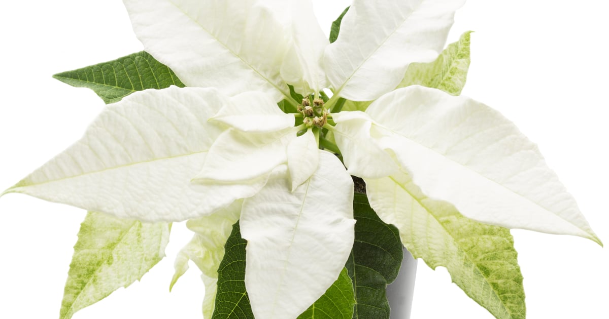 zimmerpflanze mit gestreiften blättern Ctenanthe setosa 'Compactstar' – Foliage Factory main image 1