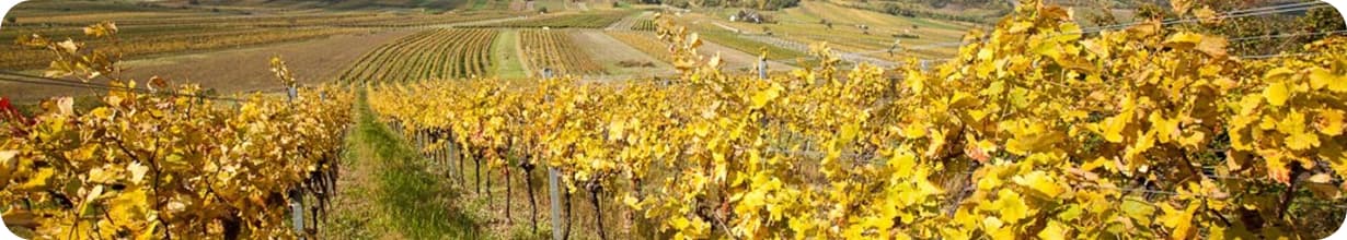 🍇 Winzertrauben