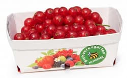 Biobeerengarten Hummel BIO Ribisel, rot