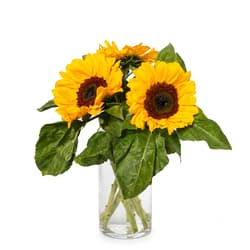 Sonnenblumen