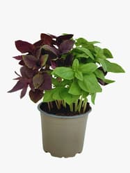 Basil in cup