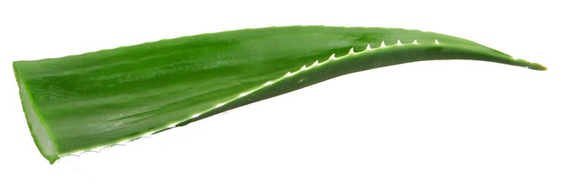 BIO Aloe Vera Fresh Leaf