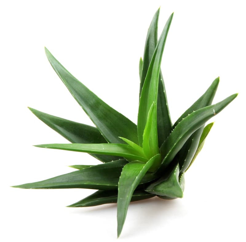 BIO Aloe Vera Fresh Leaf