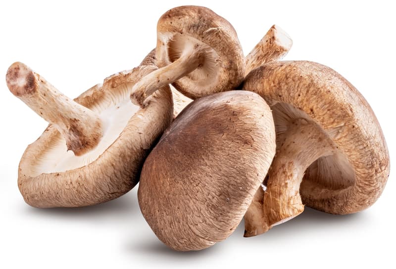 BIO Shiitake Pilze