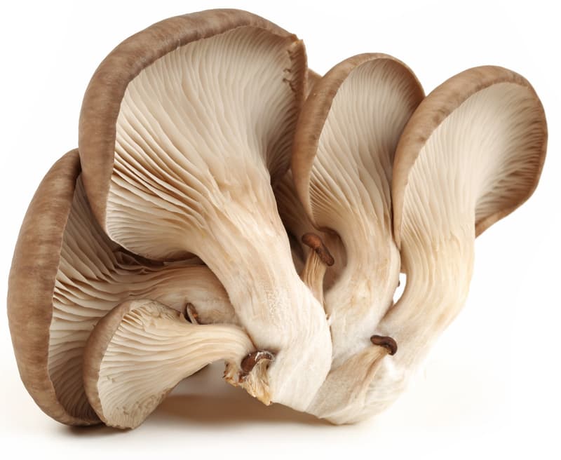 Fresh oyster mushrooms