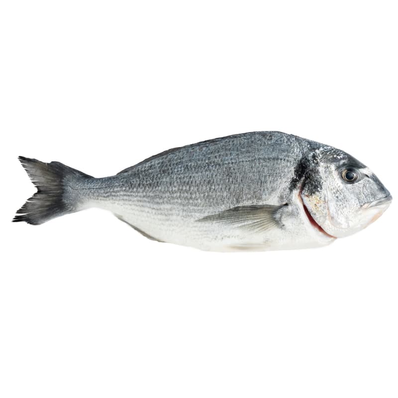 FJORU BIO Dorade im Ganzen