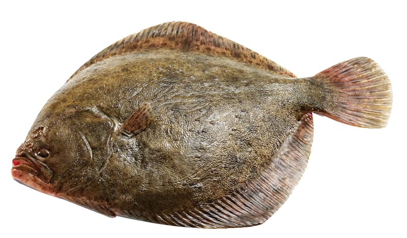 Fish? Fresh! Steinbutt im Ganzen