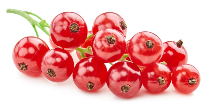 Biobeerengarten Hummel BIO Ribisel, rot