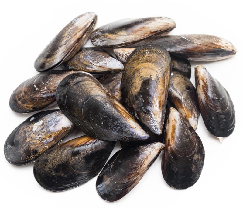 BIO Miesmuscheln